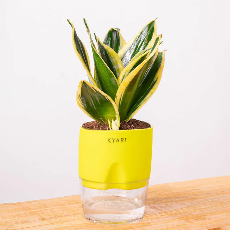 Kyari Golden Hahnii Snake Plant With Self Watering Pot (Green) - 18 cm media 6