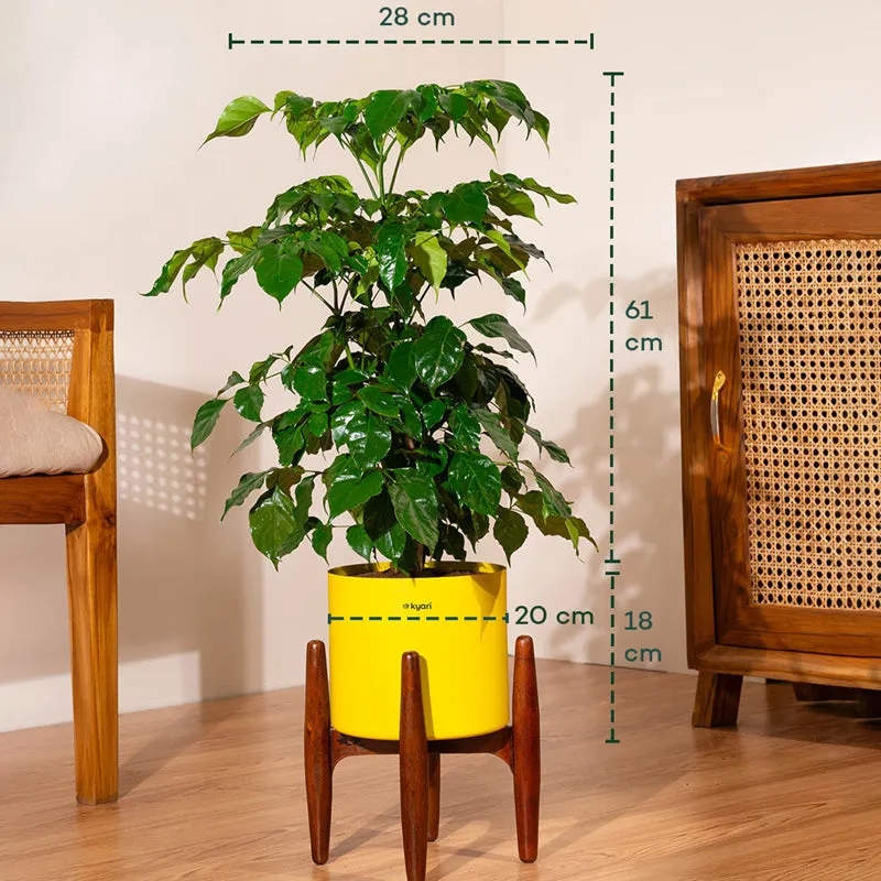 Kyari China Doll Plant With Metal Self Watering Pot (Yellow) media 5