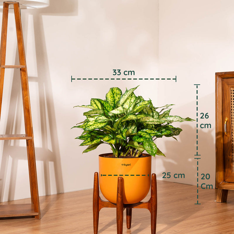 Kyari Agalonema Snow White Plant With Metal Self Watering Pot (Orange) - 1.6 Feet media 5