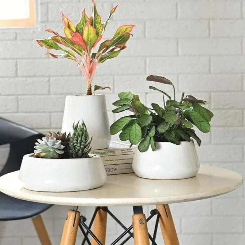 Ugaoo Tulip Fantasy Ceramic Planter (White) - Set Of Three media 3