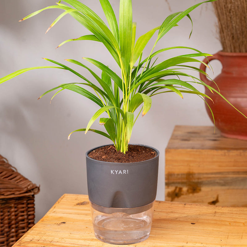 Kyari Areca Palm With Self Watering Pot - Grey media 3