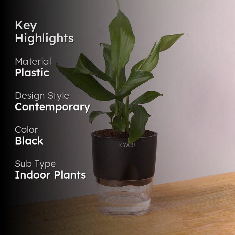 Kyari Peace Lily Plant With Self Watering Pot - Black media 2