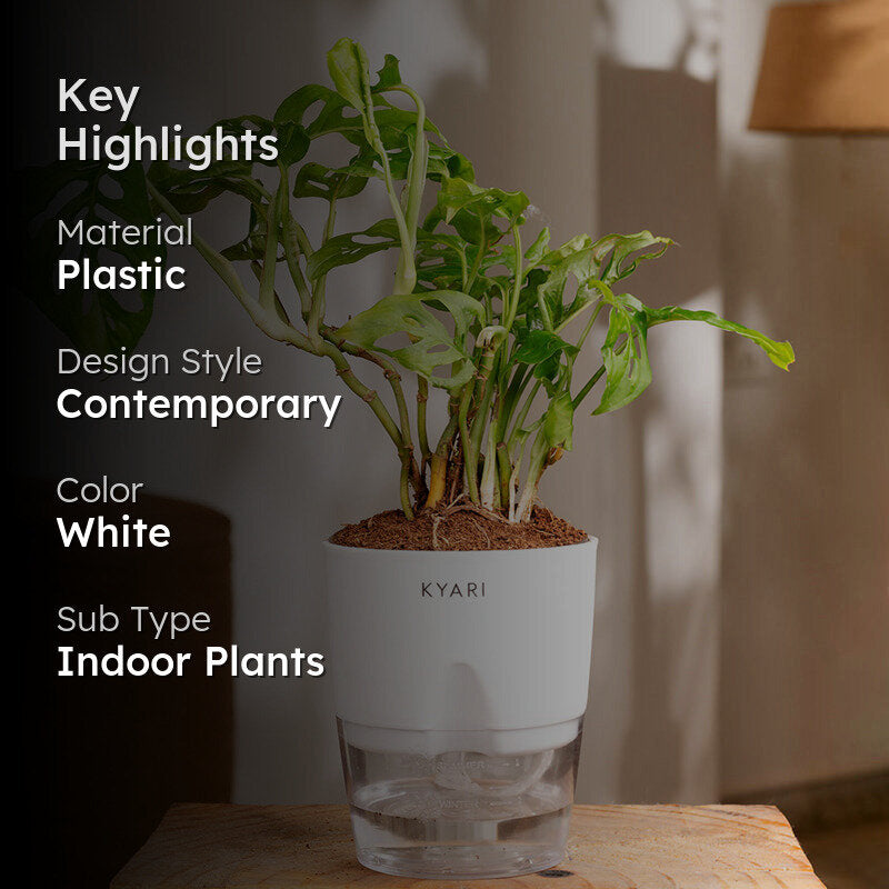 Kyari Philodendron Broken Heart With Self Watering Pot - White media 2