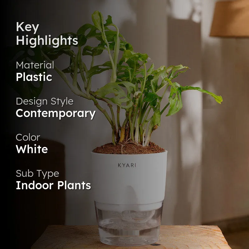 Kyari Philodendron Broken Heart With Self Watering Pot - White media 2