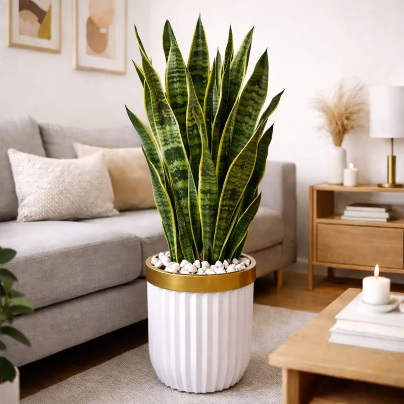 GlowRoot Planter media 4