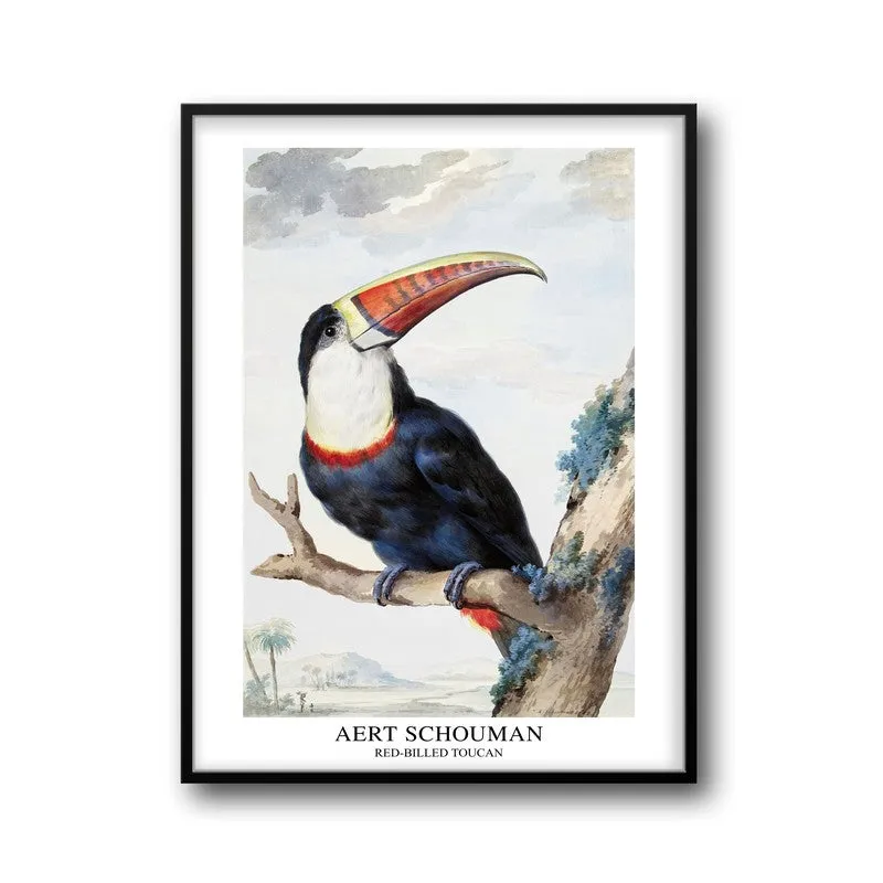 Red Billed Toucan Aert Schouman Archival Canvas Wall Painting - Black Frame media 5