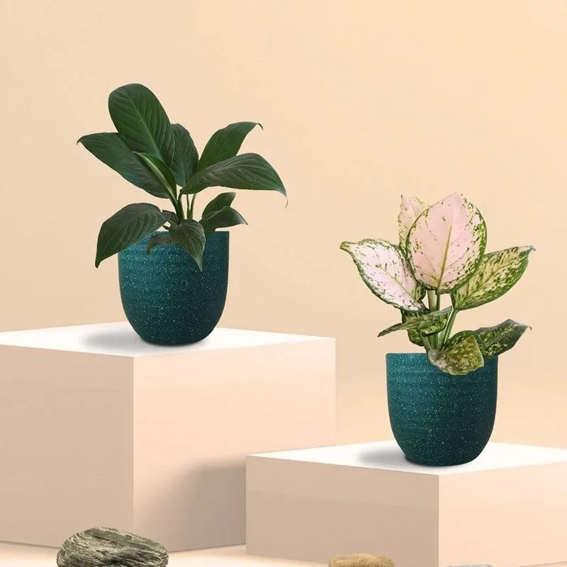 Greenkin Aglaonema Wishes & Lily Live Plants (Green) - Set Of Two media 3