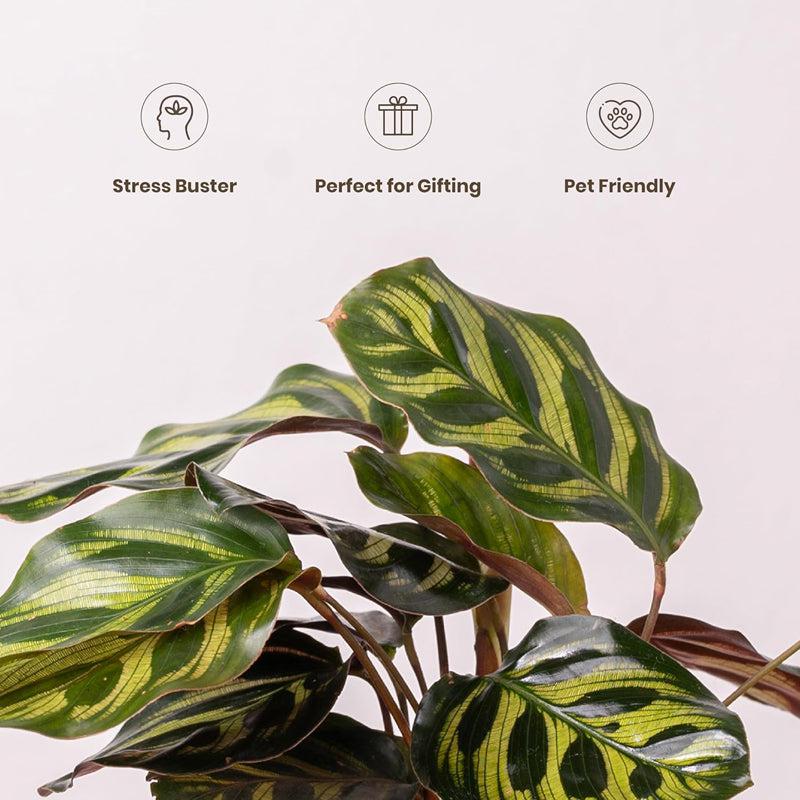 Kyari Peacock Plant With Self Watering Pot - White media 4