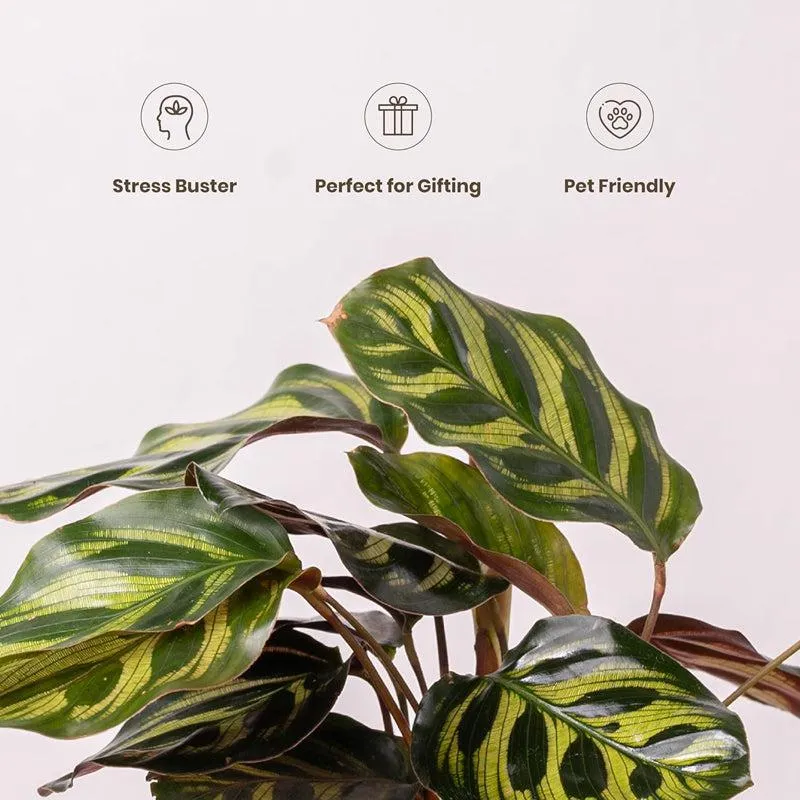 Kyari Peacock Plant With Self Watering Pot - White - 4