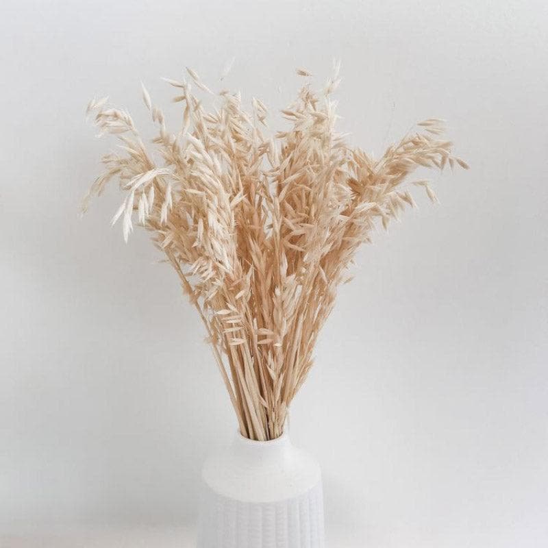 Naturally Dried Oats Millet Grass Stems (Beige)- Set Of Fifty media 5