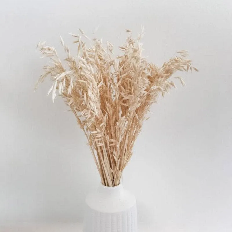 Naturally Dried Oats Millet Grass Stems (Beige)- Set Of Fifty media 5