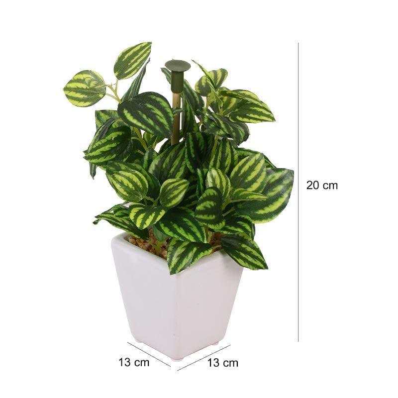 Wandering Jew Faux Bonsai (20 cms) - Striped Green media 4