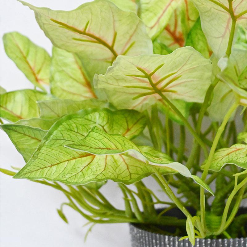 Caladira Artificial Caladium Plant With Black Plastic Pot - 40 cm media 3