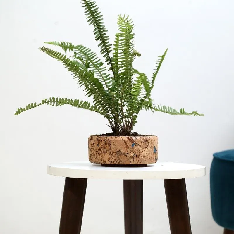 Coastal Cork Planter media 3