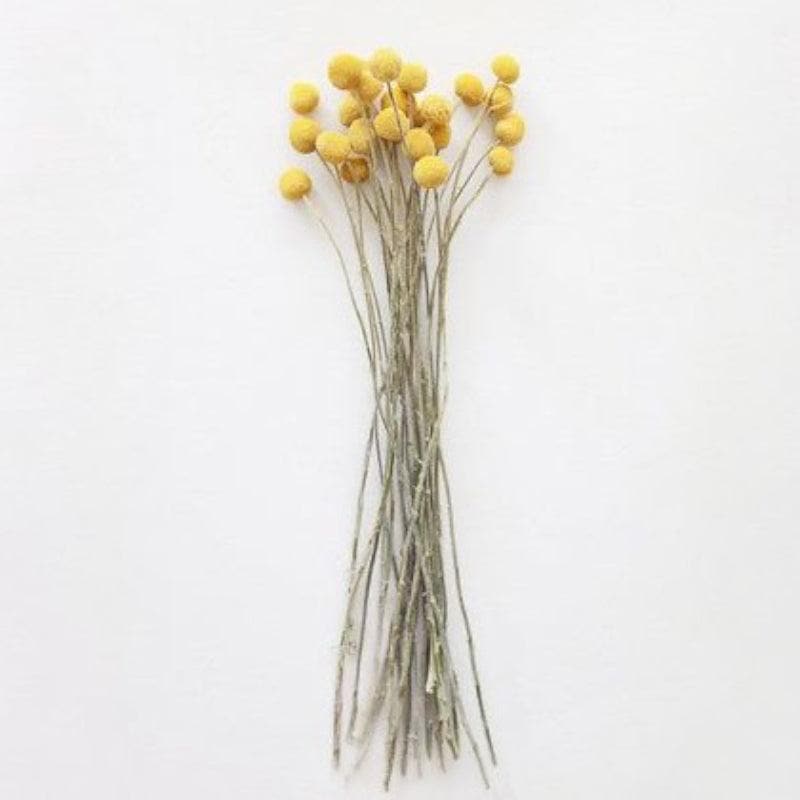 Naturally Dried Billy Ball And Eucalyptus Flower Bunch - Set Of Fifteen media 3