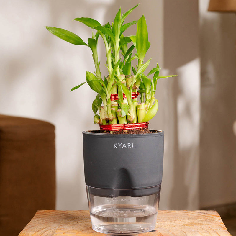 Kyari 2-Layer Lucky Bamboo With Self Watering Pot (Grey) - 18 cm