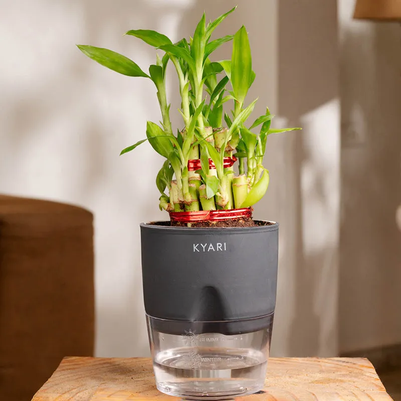 Kyari 2-Layer Lucky Bamboo With Self Watering Pot (Grey) - 18 cm media 1
