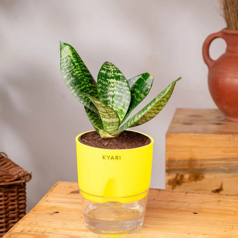 Kyari Sansevieria Snake Plant With Self Watering Pot (Green) - 18 cm media 3