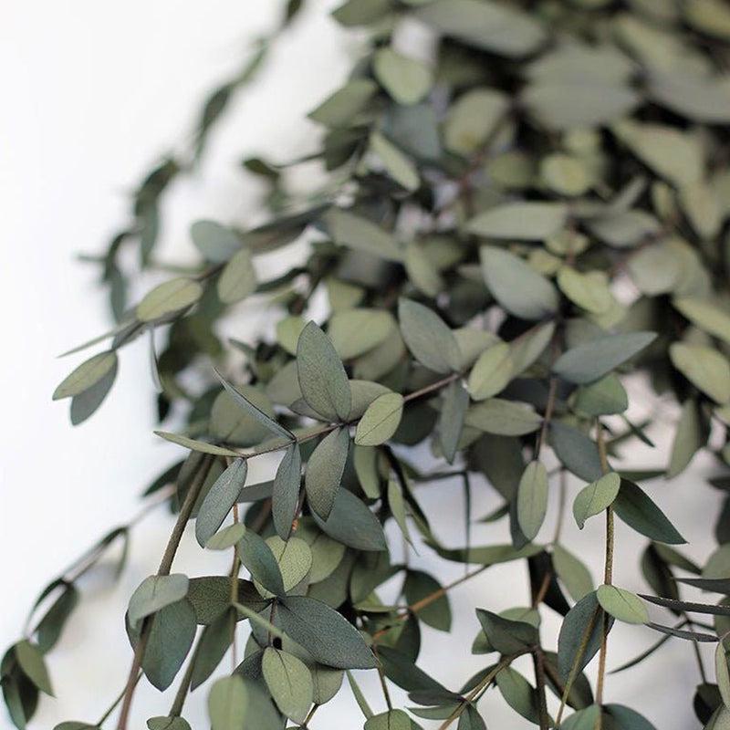 Dried Eucalyptus Parvifolia Stem - Set Of Five media 4