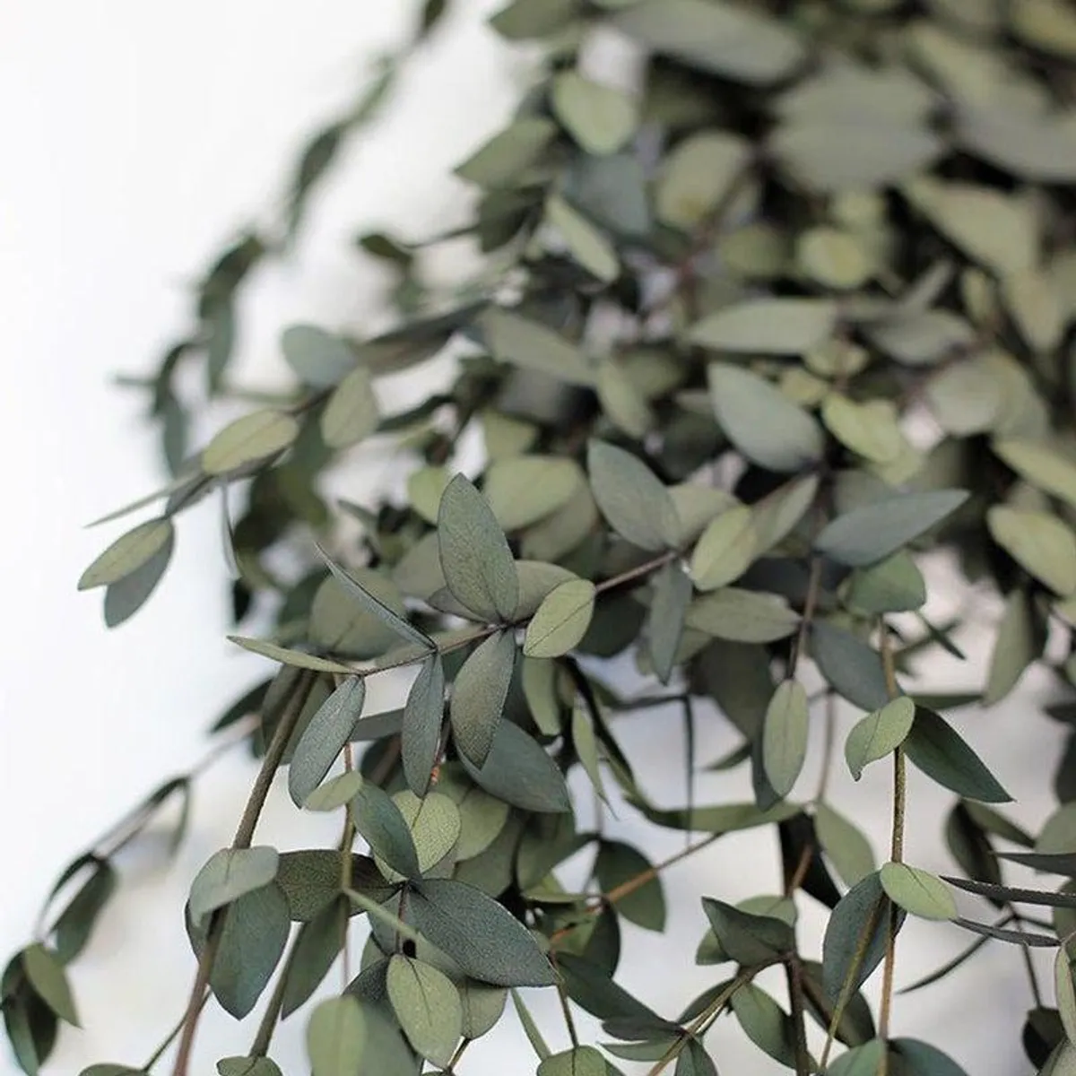 Close-up of the eucalyptus leaves in muted green tones