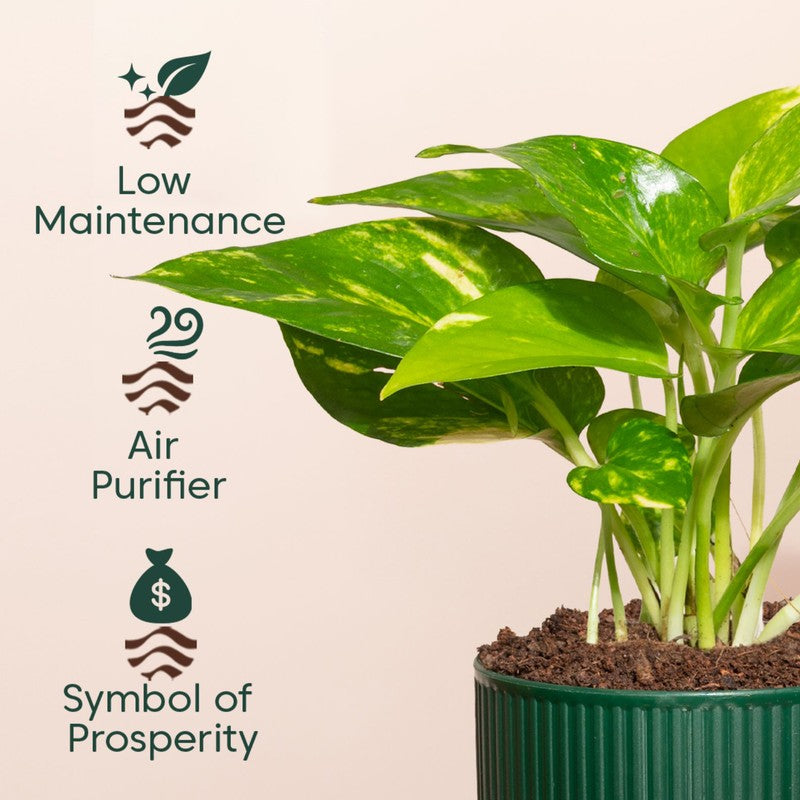 Kyari Variegated Money Plant with Self Watering Pot - Green media 4