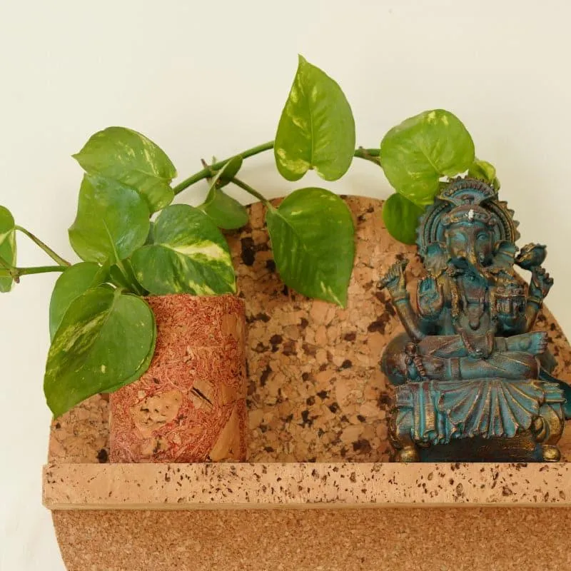 Hera Cork Testube Planter media 3
