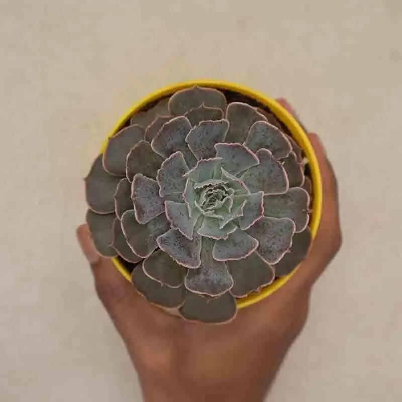 Ugaoo Echeveria Hybrid Plant media 4