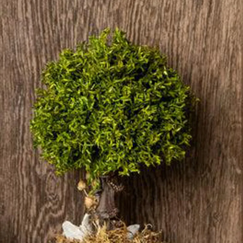 Pandora Bonsai Tree media 5