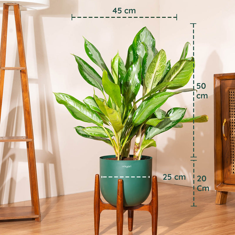 Kyari Agalonema Ice Plant With Metal Self Watering Pot (Green) - 2.4 Feet media 5