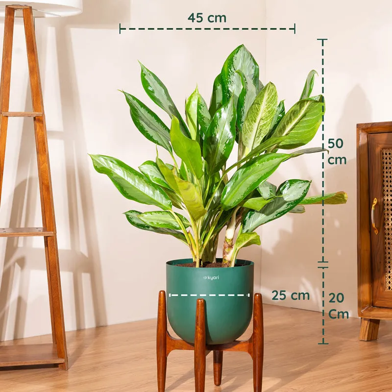 Green Agalonema plant in a pot shown with visible height and width markers