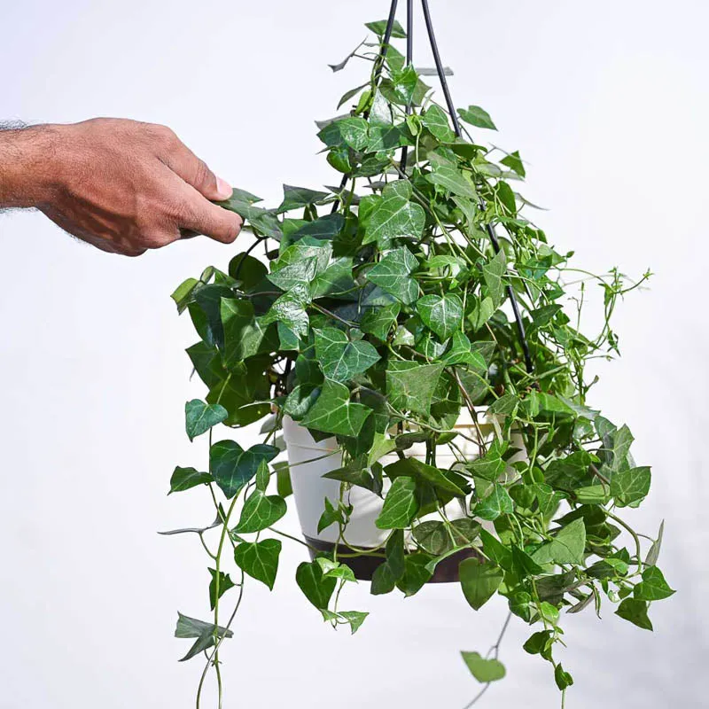 Ugaoo English Ivy Plant In Hanging Planter media 3
