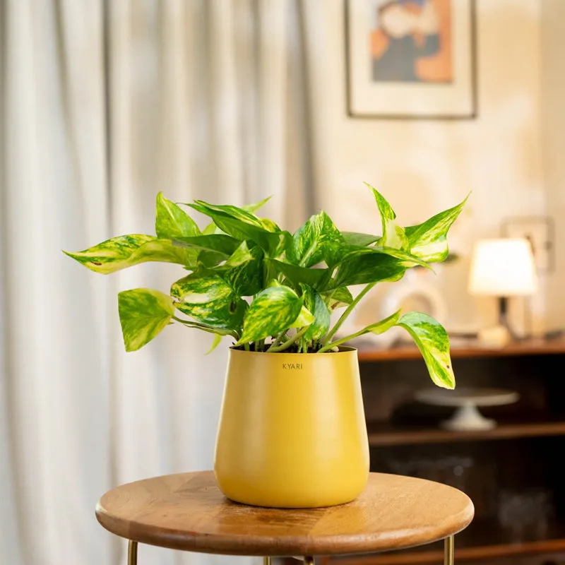 Kyari Areca Palm With Metal Self Watering Pot - Yellow media 1