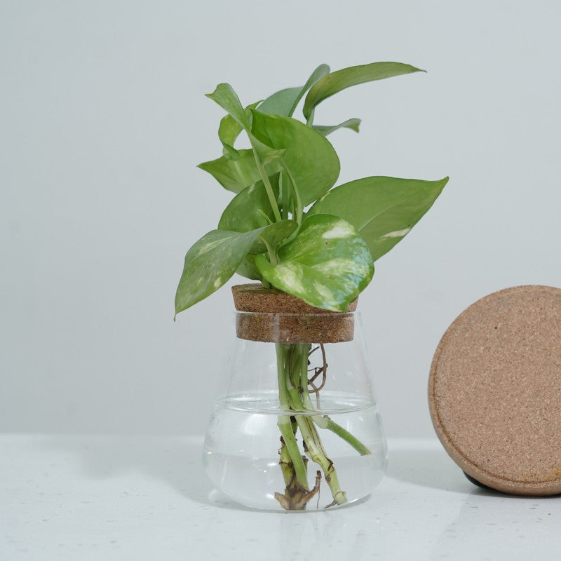 DewNest Home Planter - Two Piece Set media 7