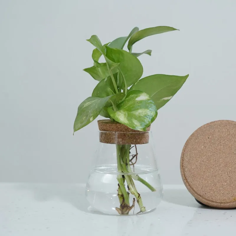 DewNest Home Planter - Two Piece Set media 7