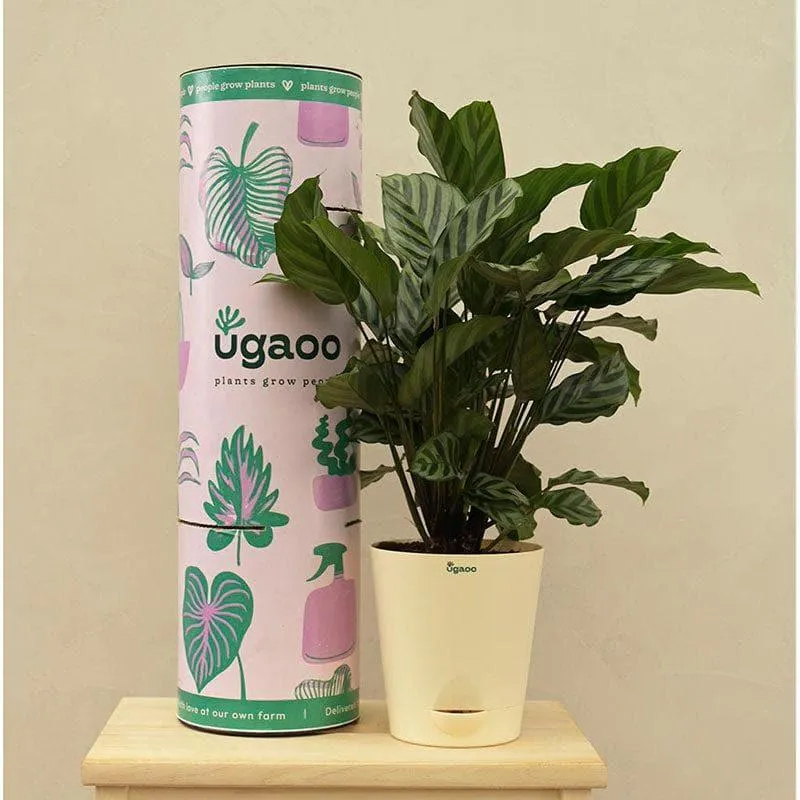 Ugaoo Calathea Freddie Natural Live Indoor Plant - Medium media 3