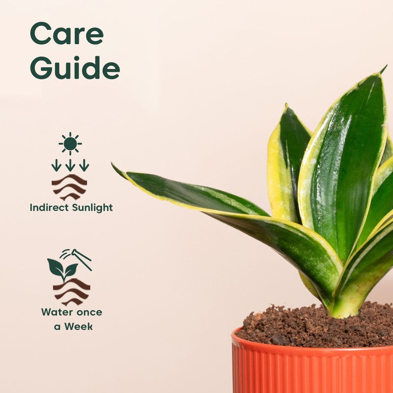 Kyari Golden Hahnii Snake Plant with Self Watering Pot - Red media 5