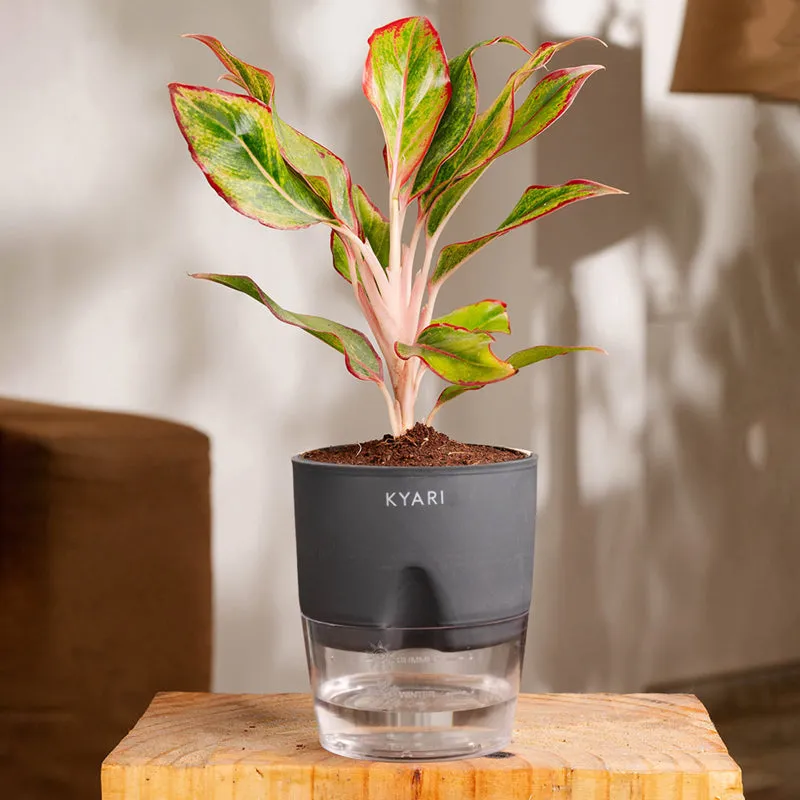 Kyari Aglonema Lipstick With Self Watering Pot - Grey media 1