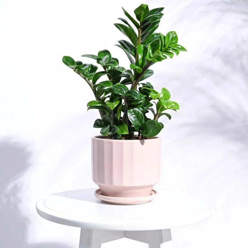 Lexie Ceramic Planter - Pink media 3
