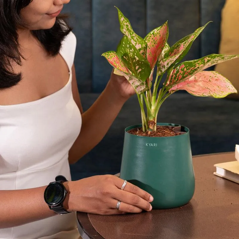 Kyari Aglaonema Pink Valentine Plant With Metal Self Watering Pot - Green media 4