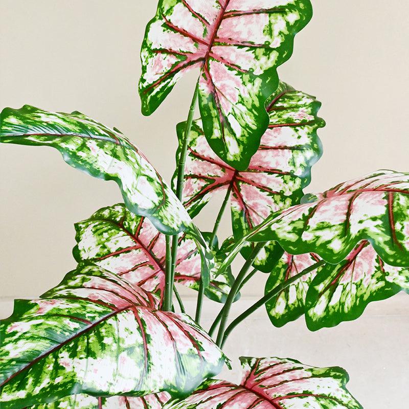 Calatrop Artificial Tropical Caladium With Basic Black Plastic Pot - 150 cm (5 ft) media 5