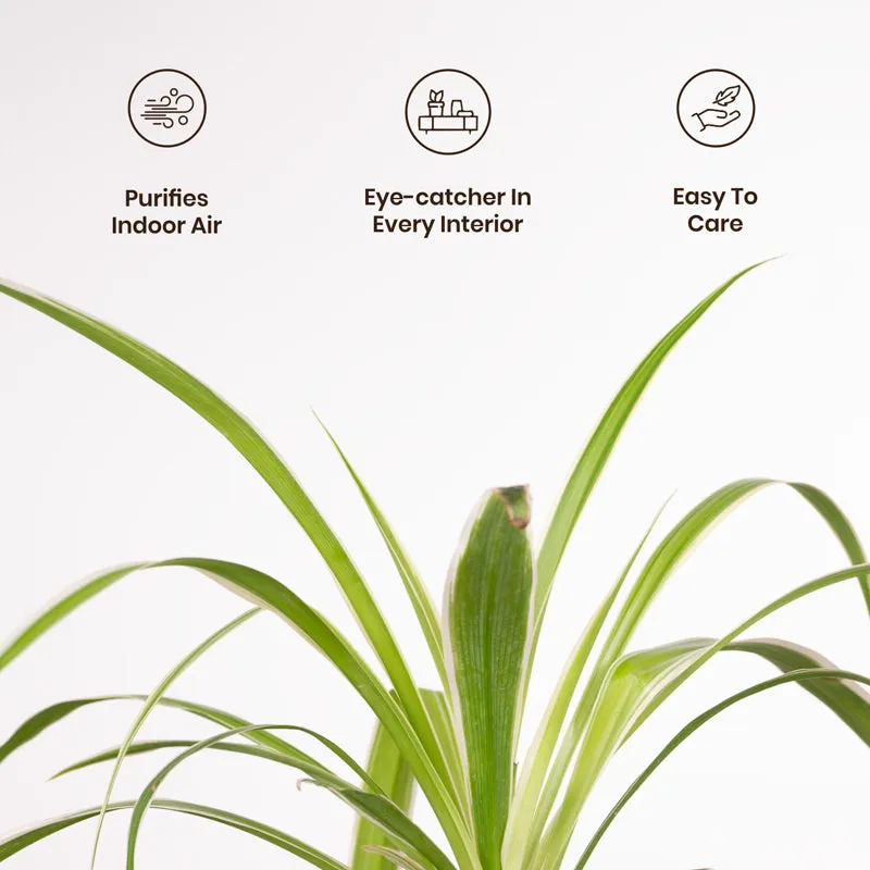 Kyari Spider Plant With Metal Self Watering Pot - Beige media 3