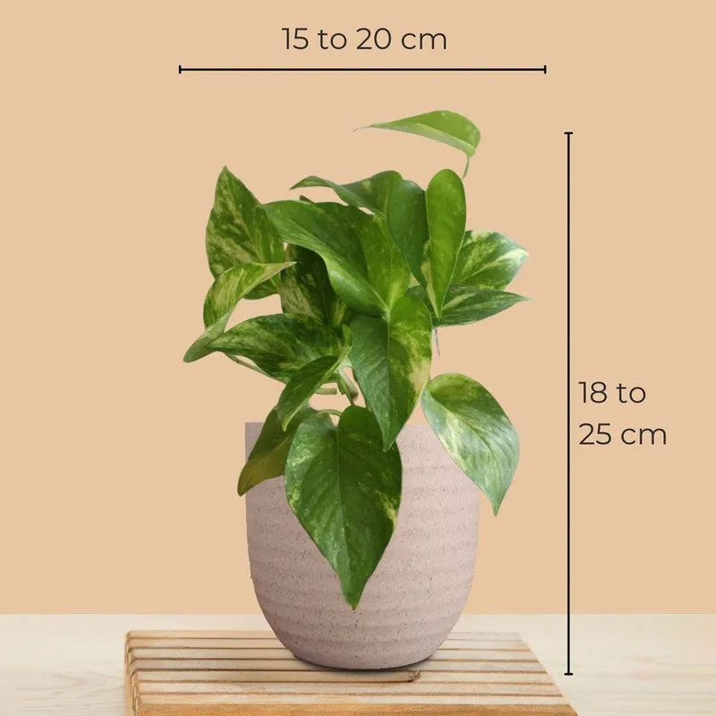 Greenkin Money Plant Gold King & Golden Snake Live Plants (Ivory) - Set Of Two media 10