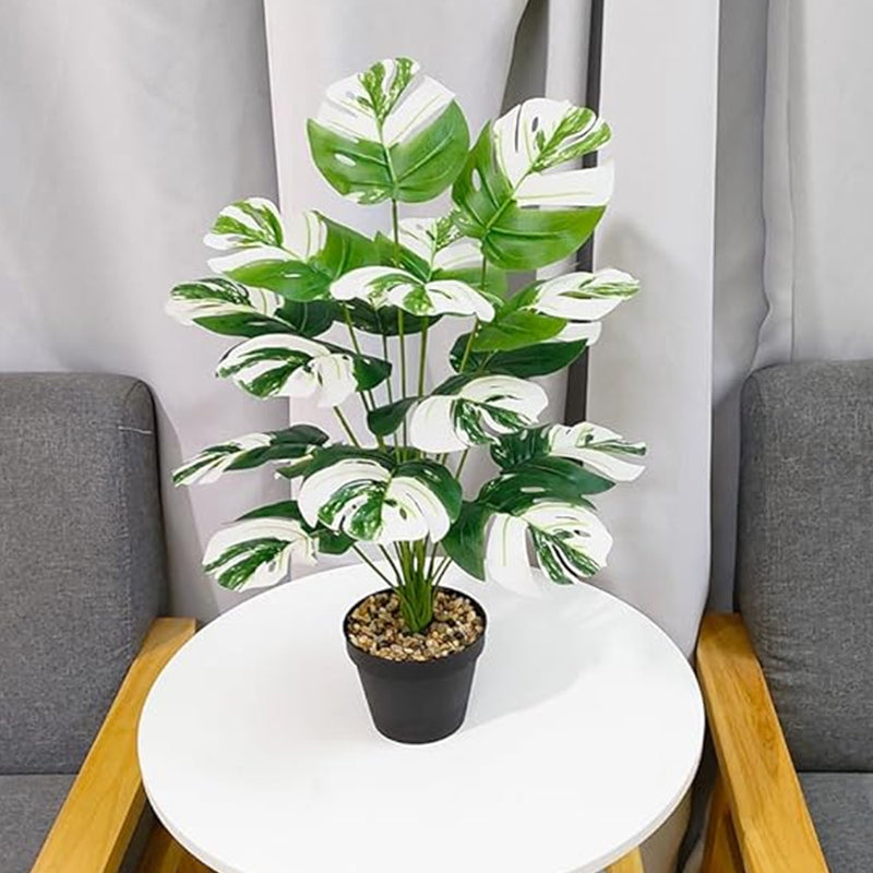 Faux Monstera Variegata Plant With Black Plastic Pot - 2.1 Feet media 3