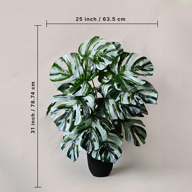Faux Callium Monstera Artificial Plant With Black Plastic Pot - 79 cm (2.6 ft) media 4