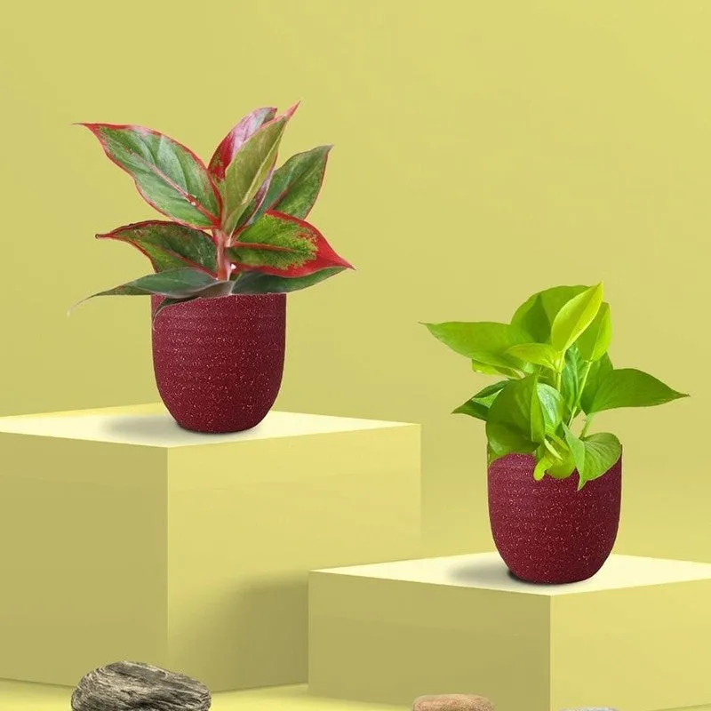 Greenkin Aglaonema & Golden Pothos Live Plants (Red) - Set Of Two media 3