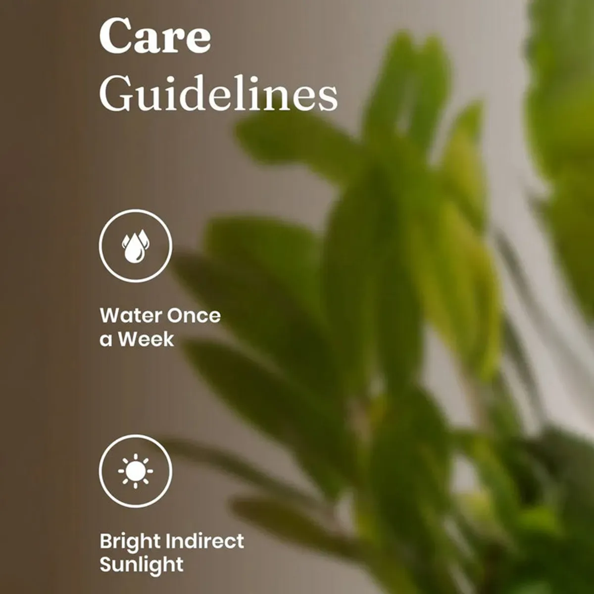 Green ZZ plant with blurred leaves and care guidelines in the background