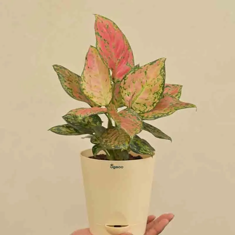 Ugaoo Aglaonema Pink Beauty Plant media 4