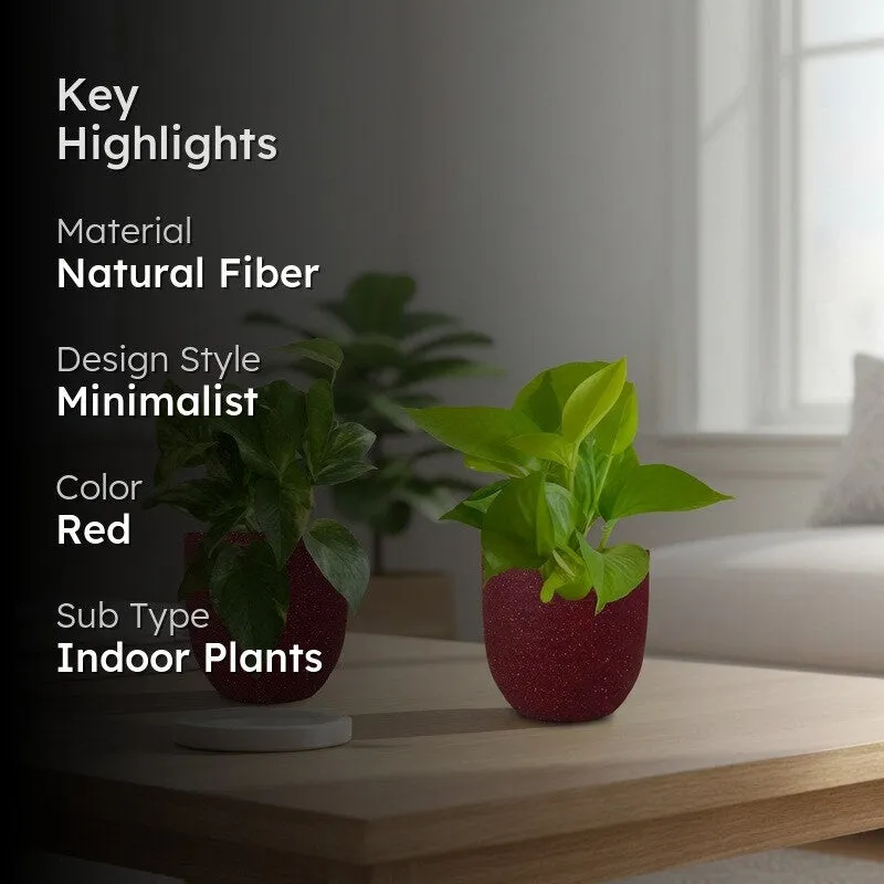 Greenkin Money Plant & Gold King Indoor Live Plants (Red) - Set Of Two media 2