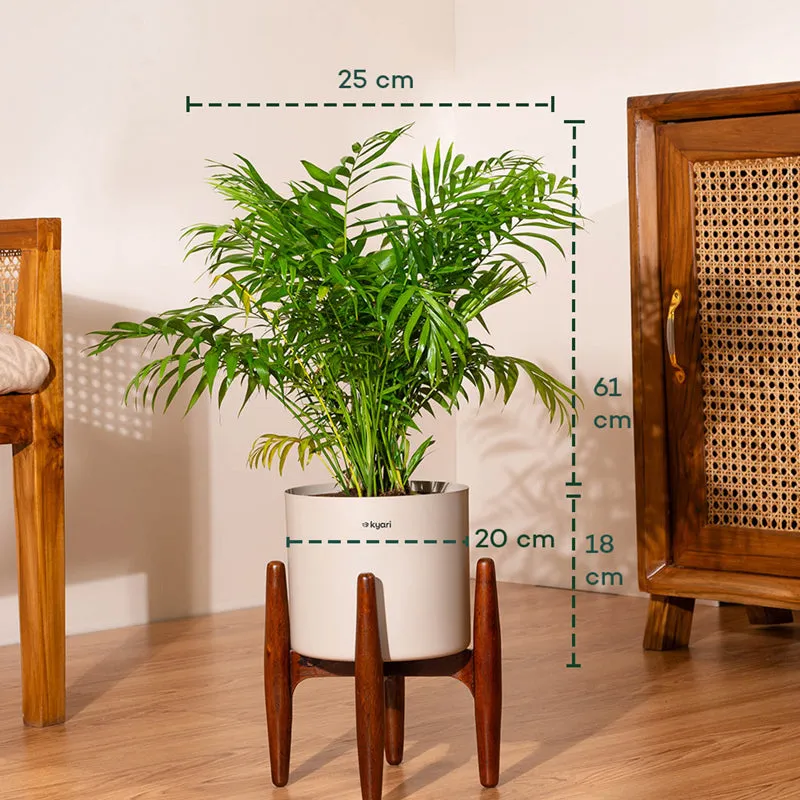 Kyari Areca Palm With Metal Self Watering Pot (Cream) - 2.5 Feet media 5