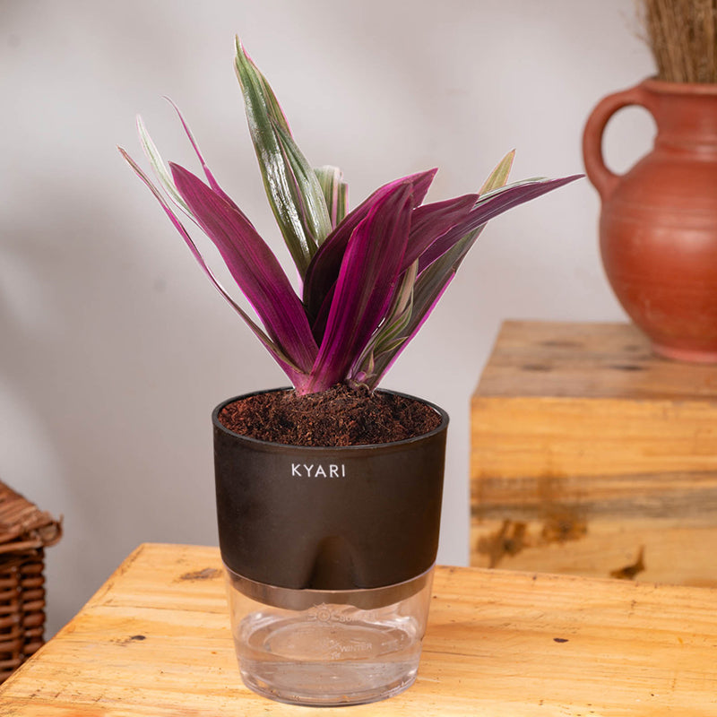 Kyari Oyster Plant With Self Watering Pot (Black) - 18 cm media 3